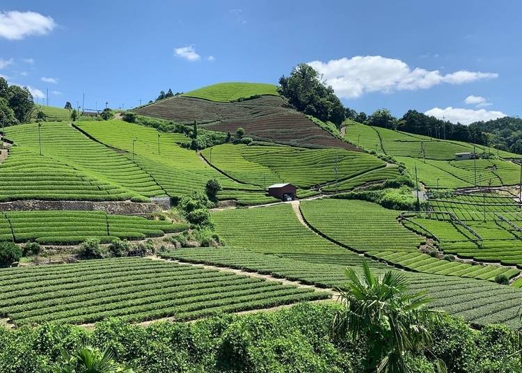 看起来就像茶的地毯般,石寺的茶田